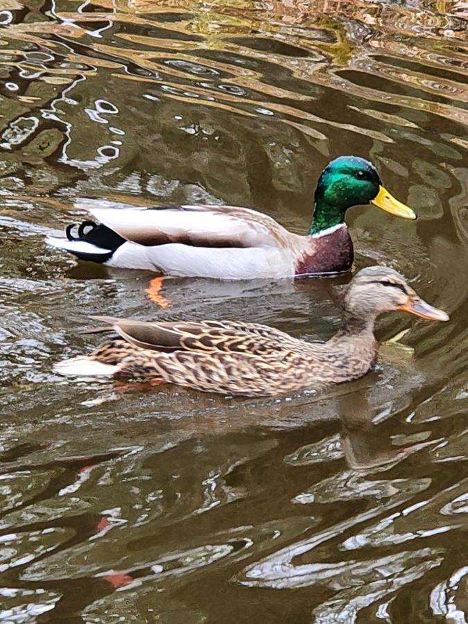 Magnolia Streamside Resort Canadensis Zewnętrze zdjęcie